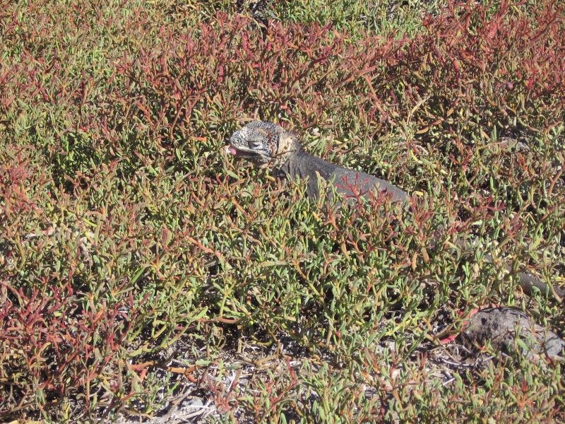 iguana eating
